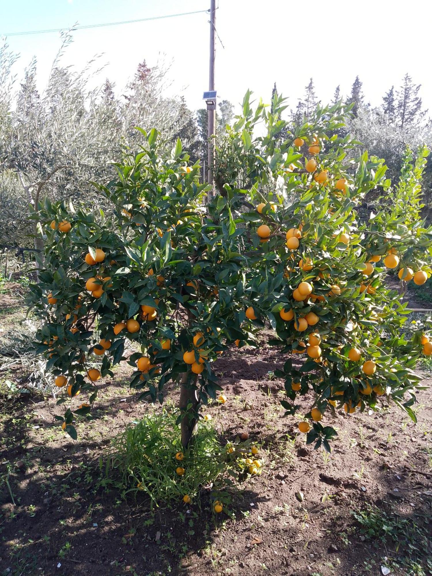 Le Casette Di Nonna Rosa In Fontanarossa Catania Airport Εξωτερικό φωτογραφία